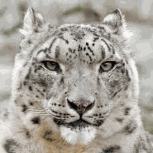 Odoo - Sample 3 for three columns